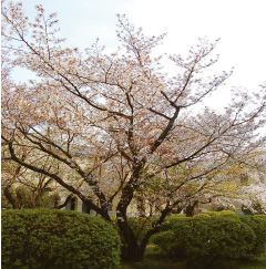 京都府庁と容保桜